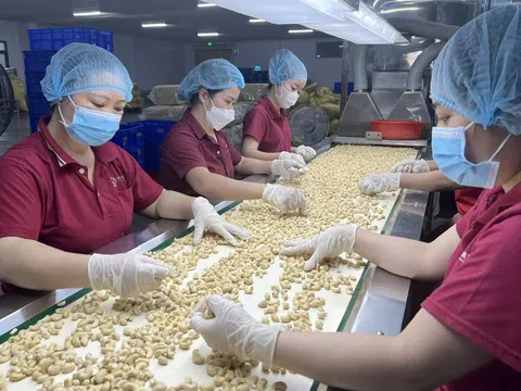 Triển vọng xuất khẩu hạt Điều Việt Nam ra các thị trường ngoài Hoa Kỳ