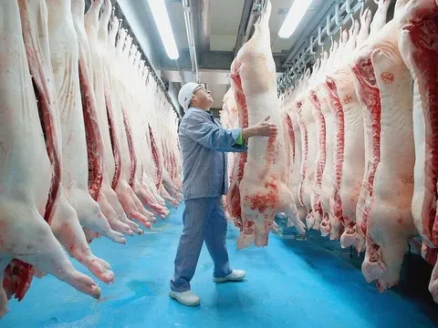 Bộ Nông nghiệp và Môi trường: Chấn chỉnh công tác kiểm soát giết mổ, đặc biệt với lợn chết, bệnh