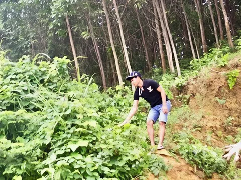 Hành trình từ “Lâm tặc” đến “Người trả nợ cho rừng”: Câu chuyện hồi sinh đại ngàn