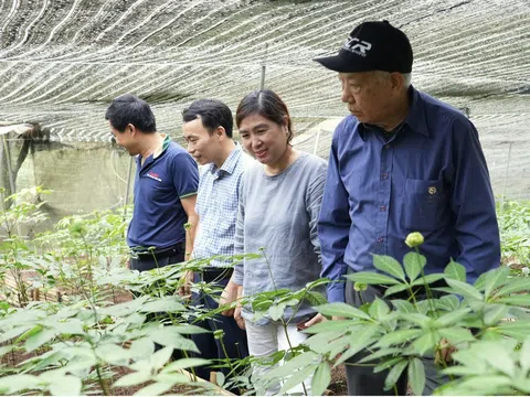 Lào Cai: Chuyện hồi sinh dược liệu quý tại HTX Nông nghiệp Cồ Dề Chải