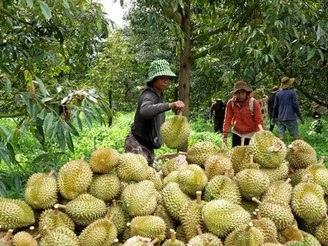 Làm gì để quả "sầu riêng" trở thành trái “vui chung”?