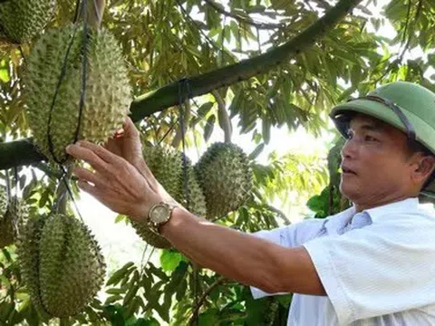 Bài toán sầu riêng Lâm Đồng: Kiểm soát “nóng”, đón “trái ngọt”