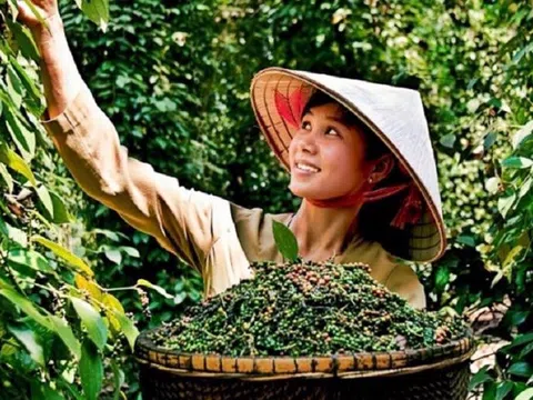 Hồ tiêu Việt Nam: Xuất khẩu tăng vọt, Mỹ trở thành thị trường lớn nhất