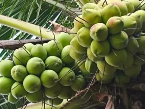 Dừa tưới Việt Nam xuất khẩu chính ngạch: Bước ngoặt lớn và triển vọng vươn ra thế giới 