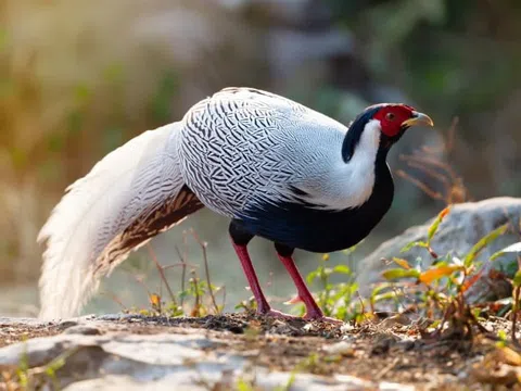 Vụ án gà lôi trắng được đề nghị hủy bản án sơ thẩm để điều tra lại