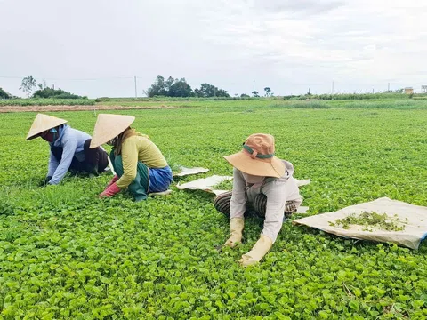 Rau má Quảng Thọ: Từ cây xóa nghèo đến nông sản tiền tỷ