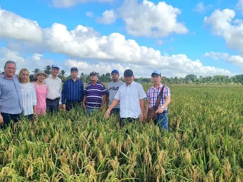Hạt gạo Việt Nam - Cuba: Tình hữu nghị vượt qua bao thử thách