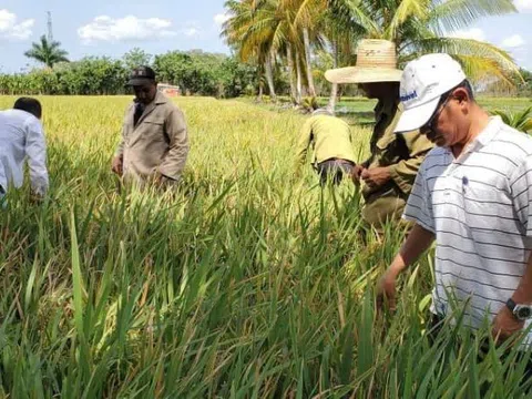 Tình hữu nghị Việt Nam - Cuba: Từ hạt giống hạnh phúc đến trái ngọt trên cánh đồng Cienfuegos