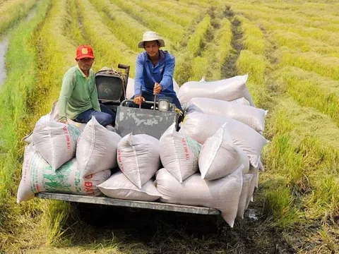 Việt Nam tăng tốc xuất khẩu gạo, củng cố vị thế số 2 thế giới