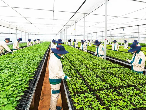 Gia Lai vươn mình, trở thành trung tâm nông nghiệp công nghệ cao của cả nước