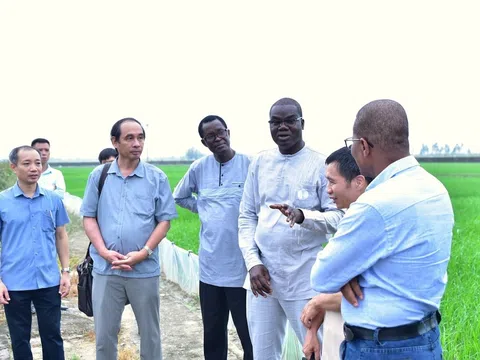 Senegal học hỏi kinh nghiệm từ Việt Nam: Hợp tác giống cây trồng và thu hút khu vực tư nhân