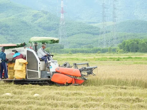 Huế chạy đua với bão 5, khẩn trương thu hoạch lúa hè thu 2025
