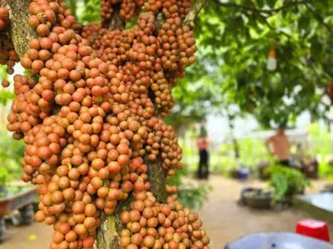 Vườn dâu da đỏ Gia Lai và câu chuyện làm du lịch độc đáo