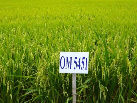 Đột phá công nghệ AI trong ngành lúa gạo: "Chìa khóa" nâng tầm chất lượng giống Việt