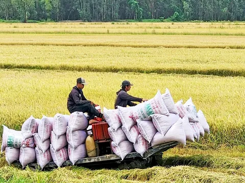 Giải pháp nào cho xuất khẩu gạo Việt khi thị trường bất ổn?