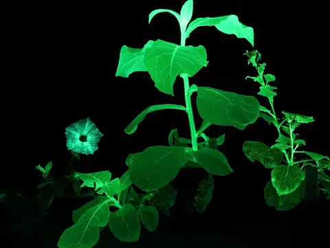 "Cây phát sáng": Ánh sáng tri thức mở ra tương lai đa giá trị