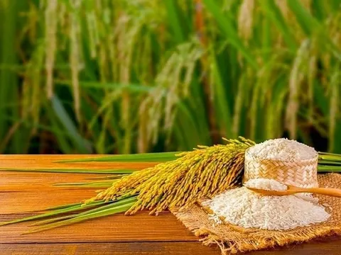 Ứng dụng AI kiểm soát chất lượng: Giải pháp nâng cao vị thế giống lúa Việt Nam