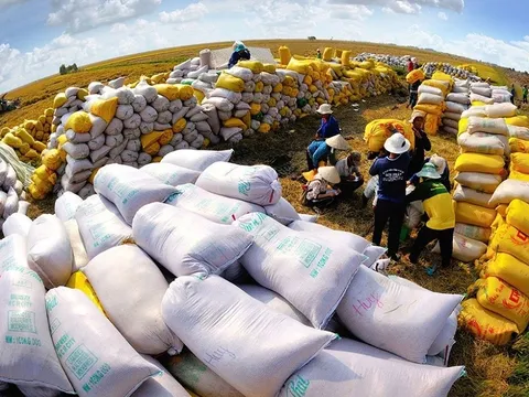 Philippines tạm dừng nhập khẩu gạo: Doanh nghiệp TP.HCM cần chủ động ứng phó