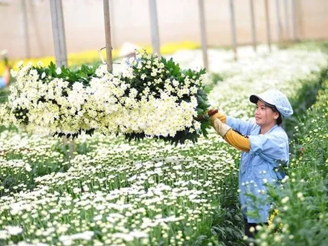 Hoa cây cảnh Việt Nam dưới góc nhìn “tối ưu toàn cục”