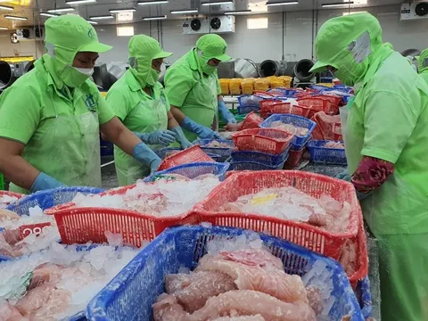 Cá Tra Việt Nam tìm thấy mở vàng mới tại Brazil: Cơ hội để bứt phá kim ngạch tỉ đô 