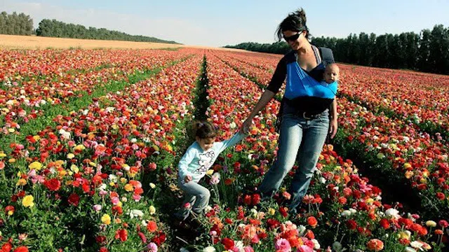 Kibbutz và Moshav: Những mô hình làm nên kỳ tích nông nghiệp và phát triển nông thôn ở Israel