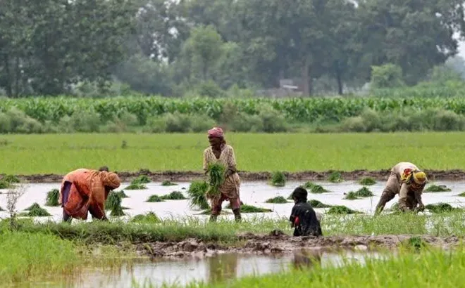 Thị trường gạo Châu Á 2026: Cuộc thanh lọc nghiệt ngã từ sự trở lại của Ấn Độ