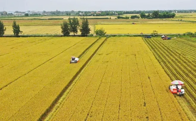 Khát vọng xanh từ cánh đồng một triệu héc-ta: Hành trình tái định nghĩa giá trị lúa gạo Việt Nam