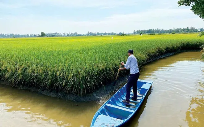 Mô hình sản xuất lúa phát thải thấp: Vị thế mới của nông nghiệp Đồng Bằng Sông Cửu Long