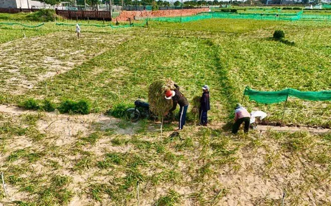 Nỗi lòng "Vàng trắng" Lý Sơn: Từ rủi ro độc canh đến yêu cầu cấp bách về bảo hộ thương hiệu
