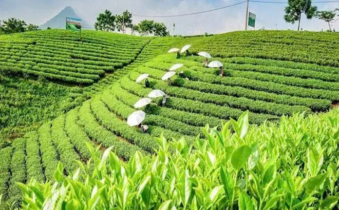 Hành trình nâng tầm trà Việt: Từ sản vật tự nhiên đến biểu tượng văn hóa và ngoại giao quốc gia