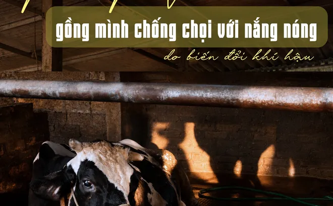 Bò sữa Ba Vì gồng mình chống chọi với nắng nóng do biến đổi thời tiết
