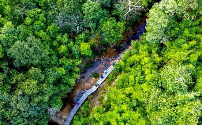 Tín chỉ Carbon rừng: Từ "lá phổi xanh" đến cơ hội kiến tạo sinh kế bền vững