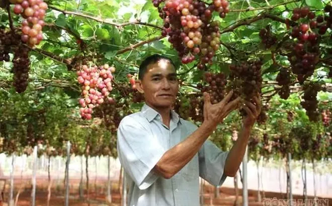 Trái ngọt trên vùng đất khó: Lão nông U60 hiện thực hóa khát vọng nông nghiệp kết hợp du lịch